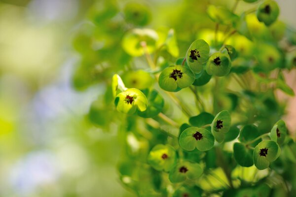 Die grünen Blüten der Milch blühen an einem schönen Sommertag unter den warmen Sonnenstrahlen