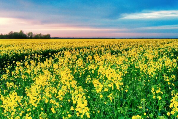 Un rico campo amarillo bajo un cielo azul