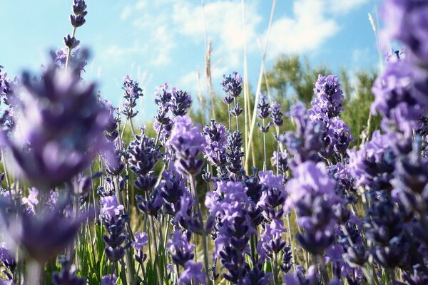 Lila Blüten unter blauem Himmel mit Trümmern