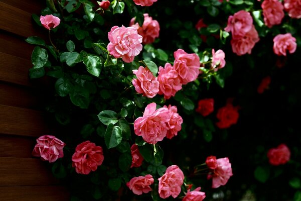 Flores Rosadas en la pared de la casa