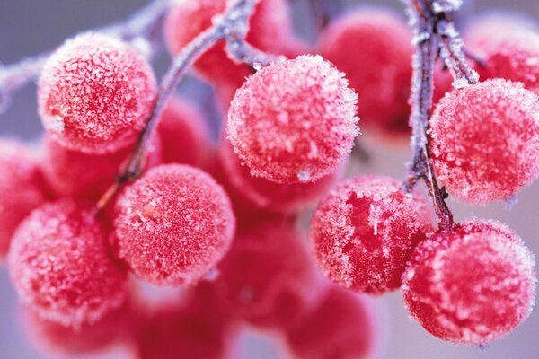 Viburnum berries covered with frost in the cold