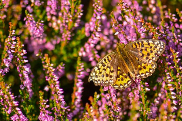 The image of a butterfly on lilac wildflowers