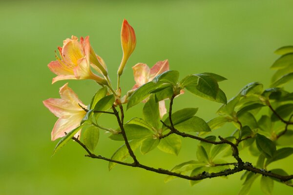 A branch with flowers on a green background