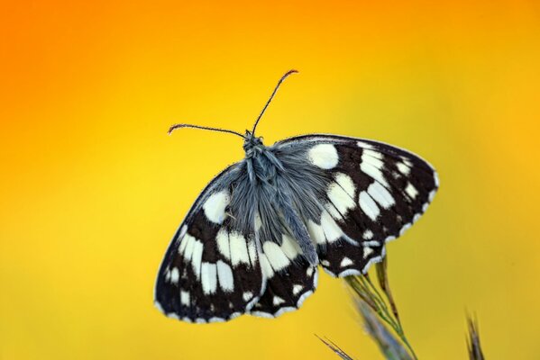 Mariposa en la punta de la planta