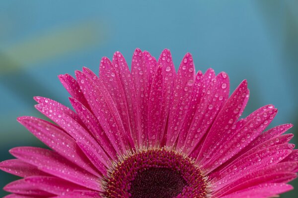 Fiore rosa con gocce d acqua sui petali