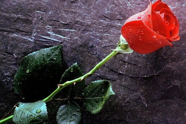 Against the background of a stone slab, a red rose is covered in water drops