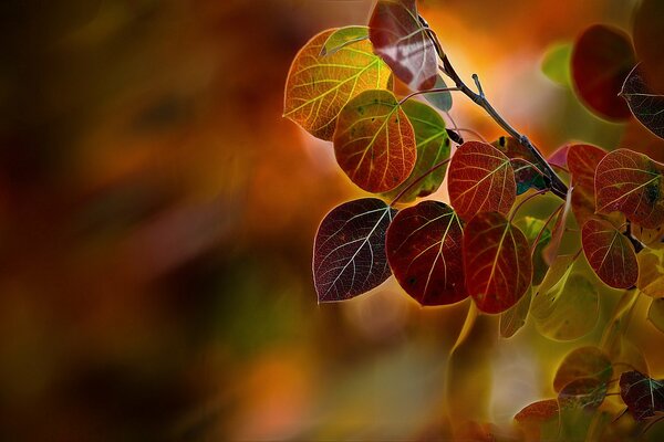 Foglie rosse di pioppo autunnale