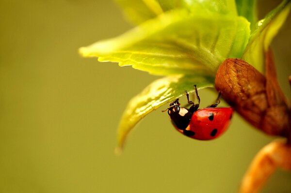 Coccinelle mange une feuille