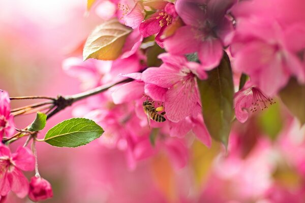 A branch of pink cherry blossoms with a bee