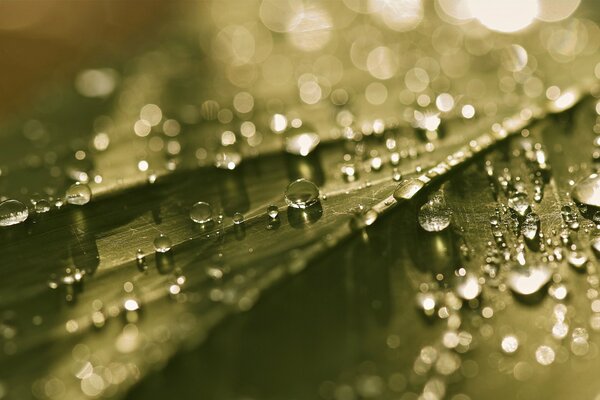 Fotografía macro de una hoja con gotas de rocío