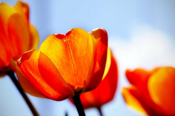 Czerwono pomarańczowe tulipany i niebo