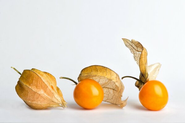 Früchte der Physalis auf weißem Hintergrund