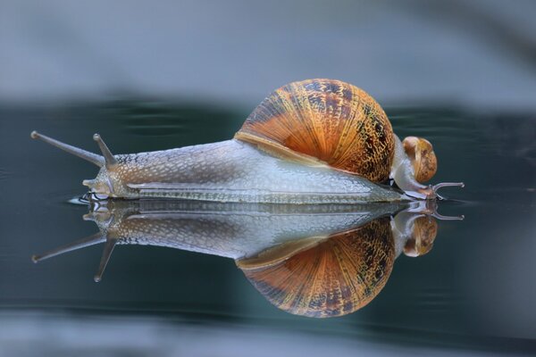 Macro image of a snail in reflection