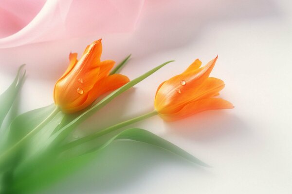 Delicate tulips with dew drops