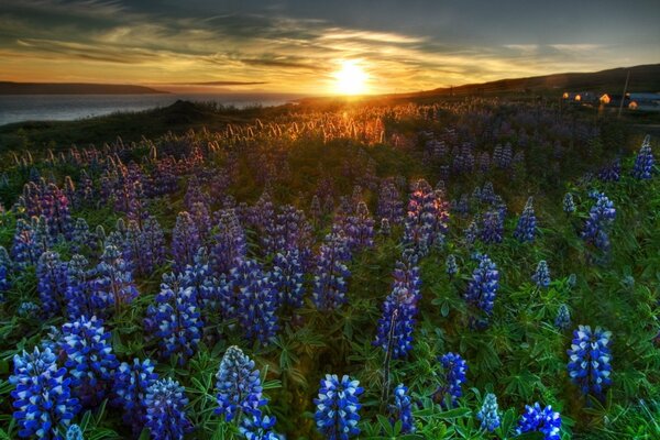 A field of blue flowers at sunset