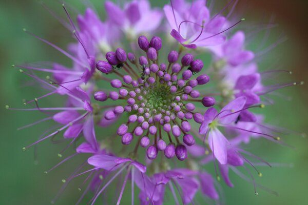 An unusual purple flower in nature