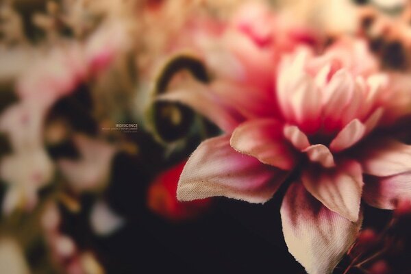 Une fleur rose en macro