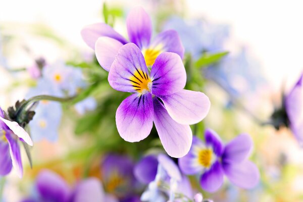 Blume mit violetten Blütenblättern und gelber Mitte