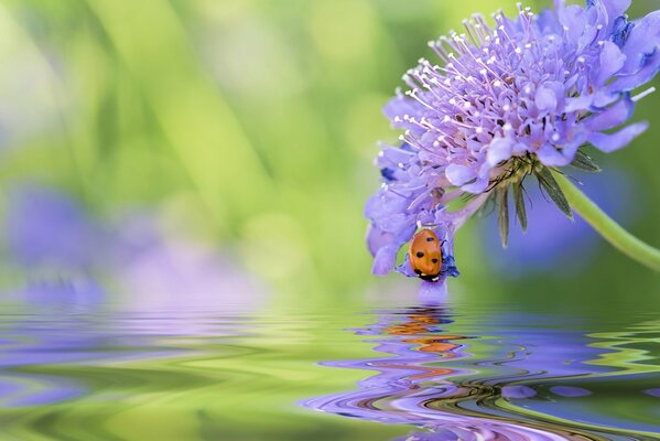 Blume und Marienkäfer