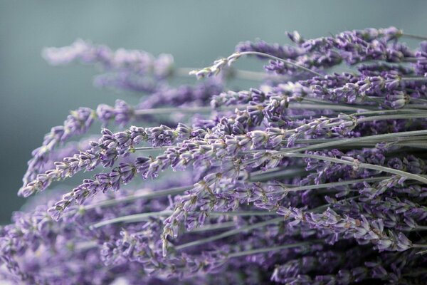 Lavender in vector focus