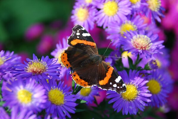 Motyl otoczony fioletowymi kwiatami