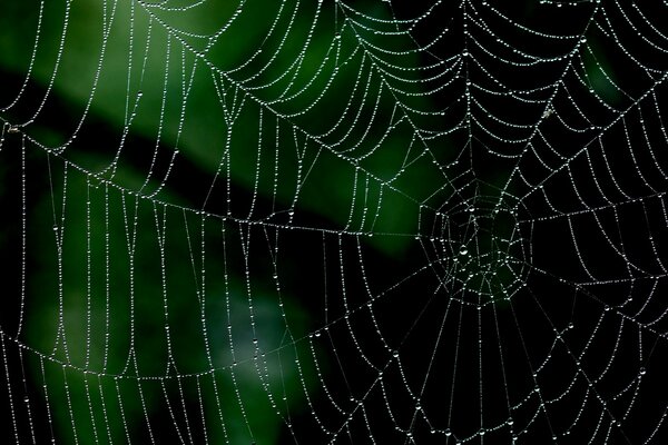 Cobwebs in the dew. Macro shooting