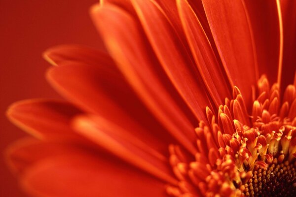 Flor de color rojo anaranjado. Macrofotografía