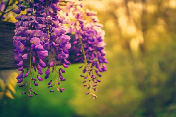 Purple flowers hanging in nature