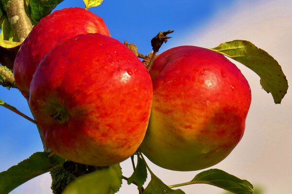 Branche avec des pommes mûres sur fond de ciel