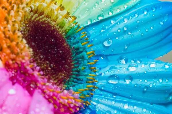 Multicolored flower close-up