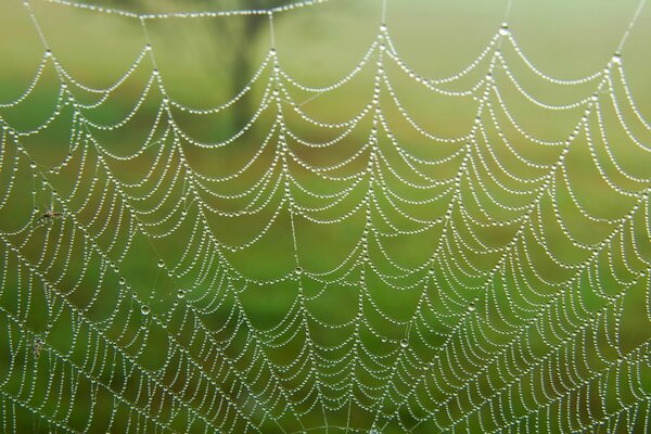 Cobwebs in dewdrops