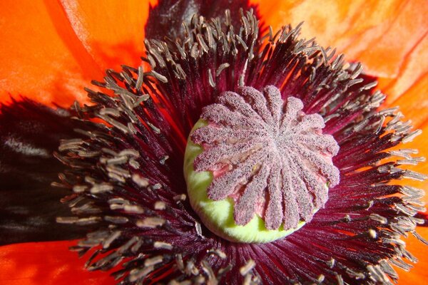 The core of the red poppy flower