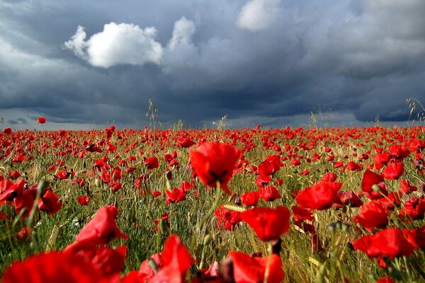 Feld der roten Mohnblumen vor dem Regen