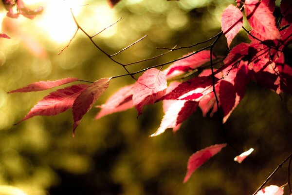 Autumn leaves close-up on a blurry background