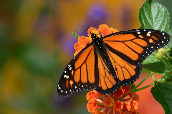 Orange Schmetterling mit schwarzen Streifen auf einer Blume