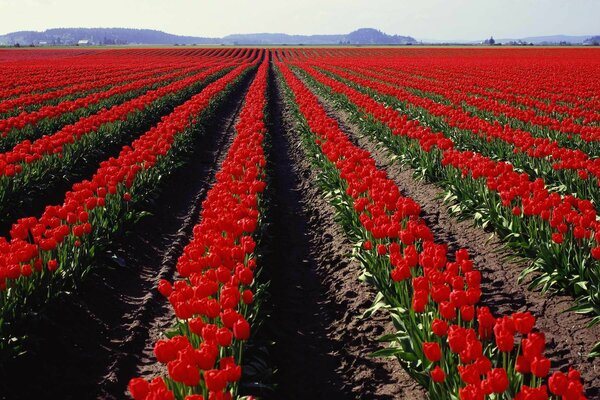 Panorama luminoso del campo con i tulipani