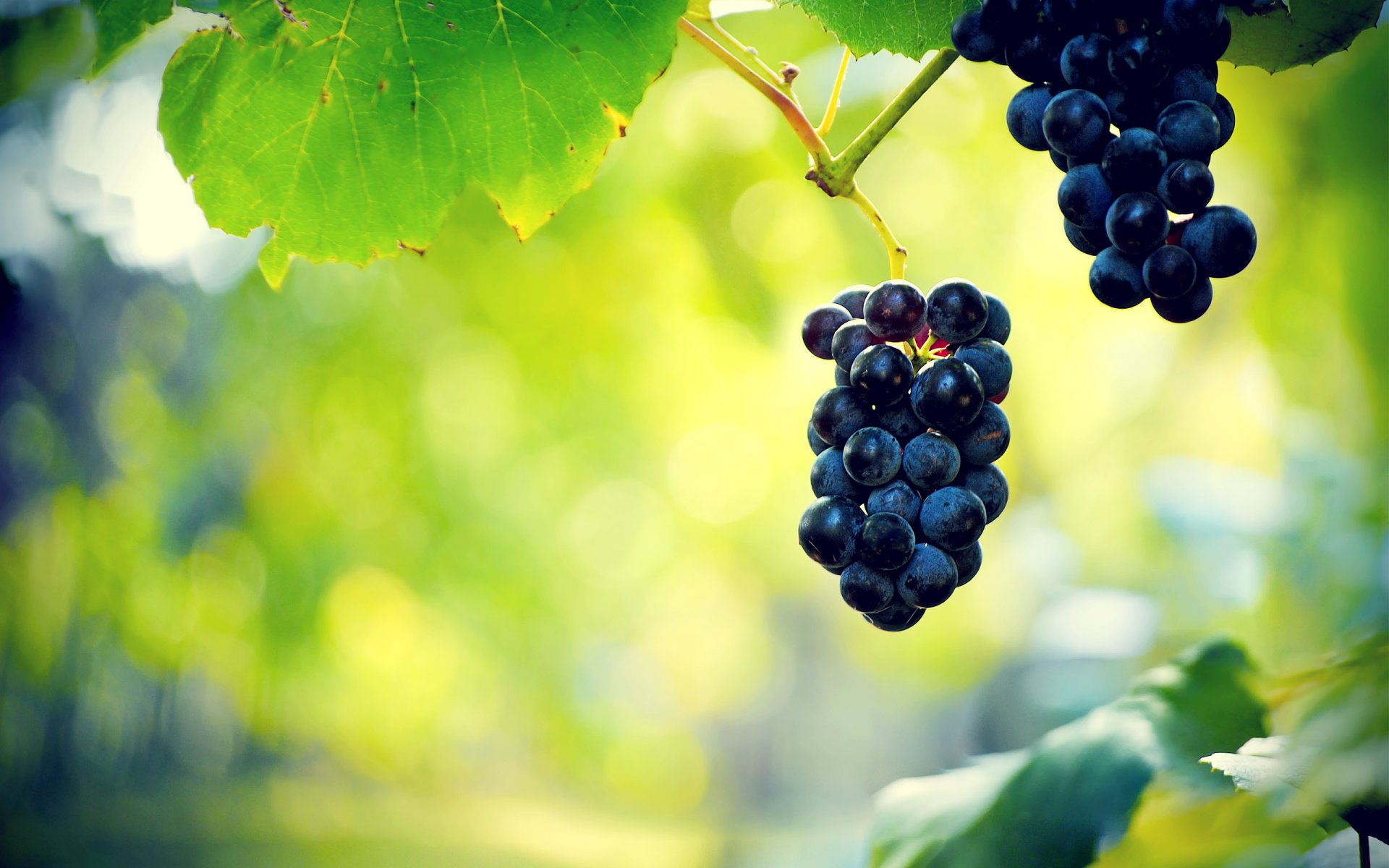 grapes berries bunch of leaves vine