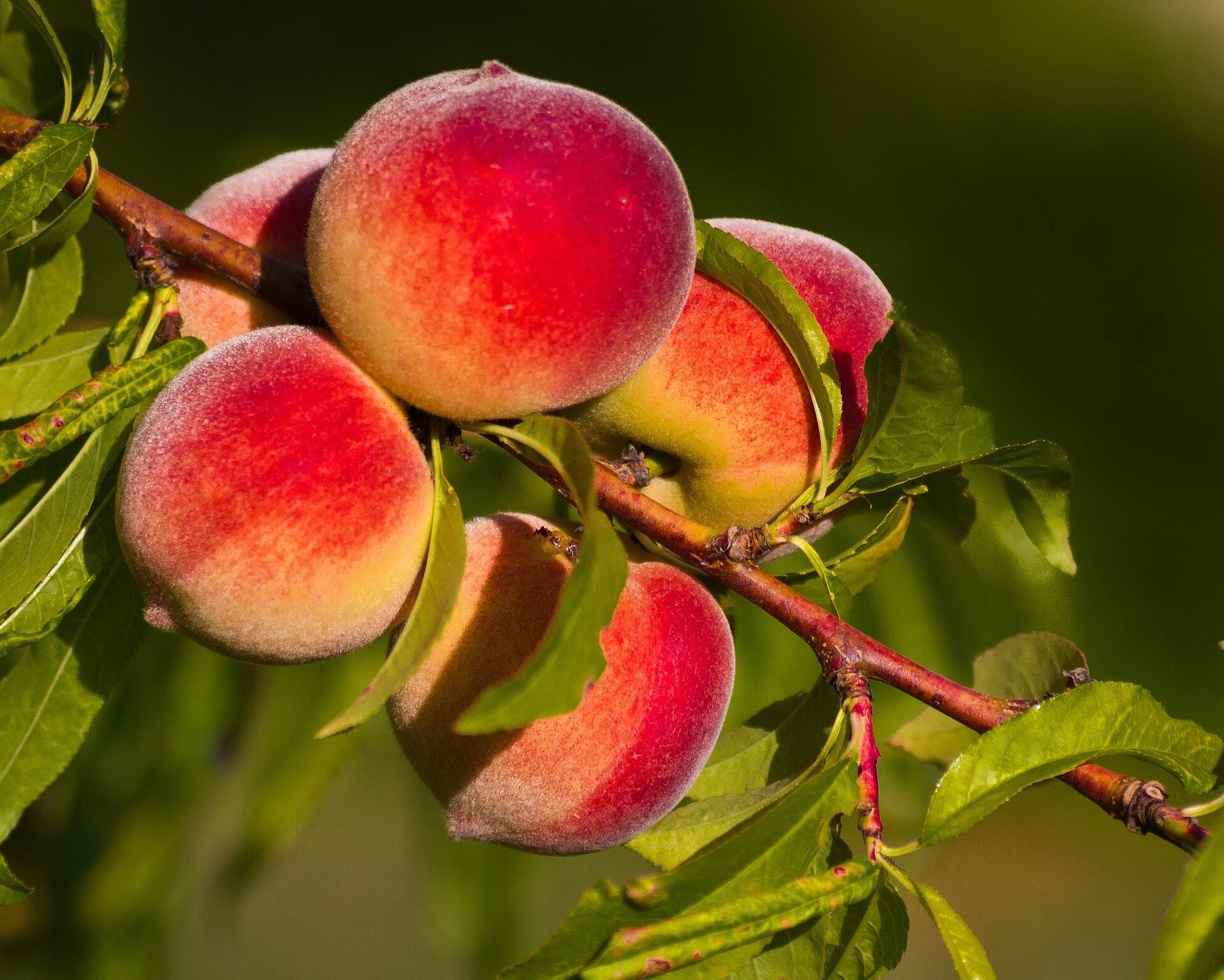 melocotones frutas macro rama