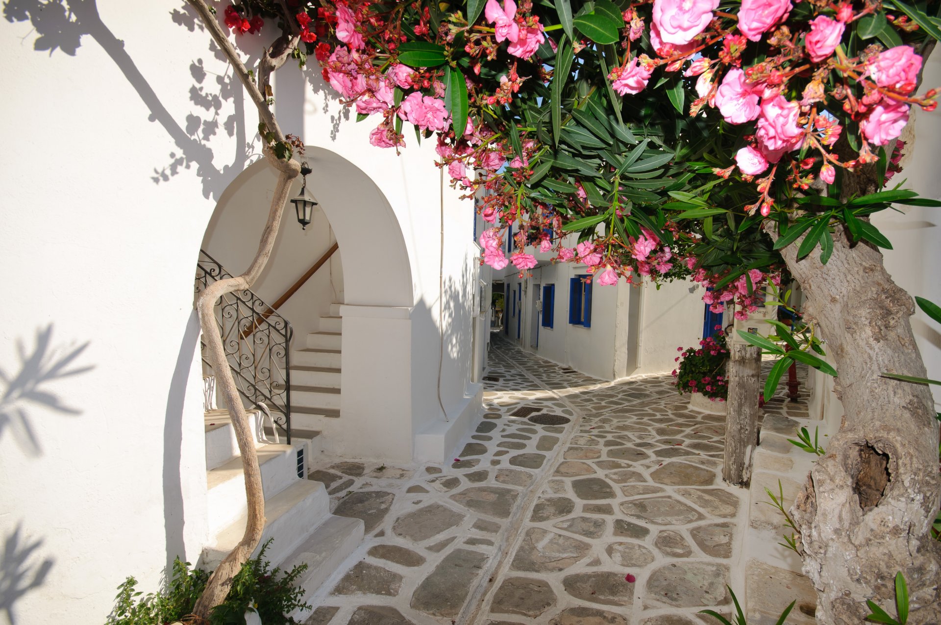 maisons fleurs grèce santorin