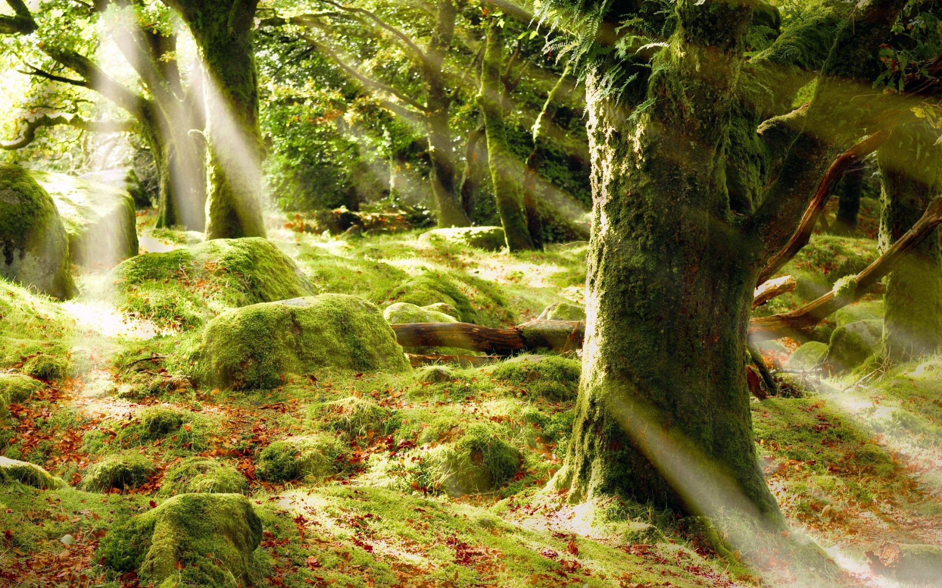 forest tree trunks leaves moss green stones rays light