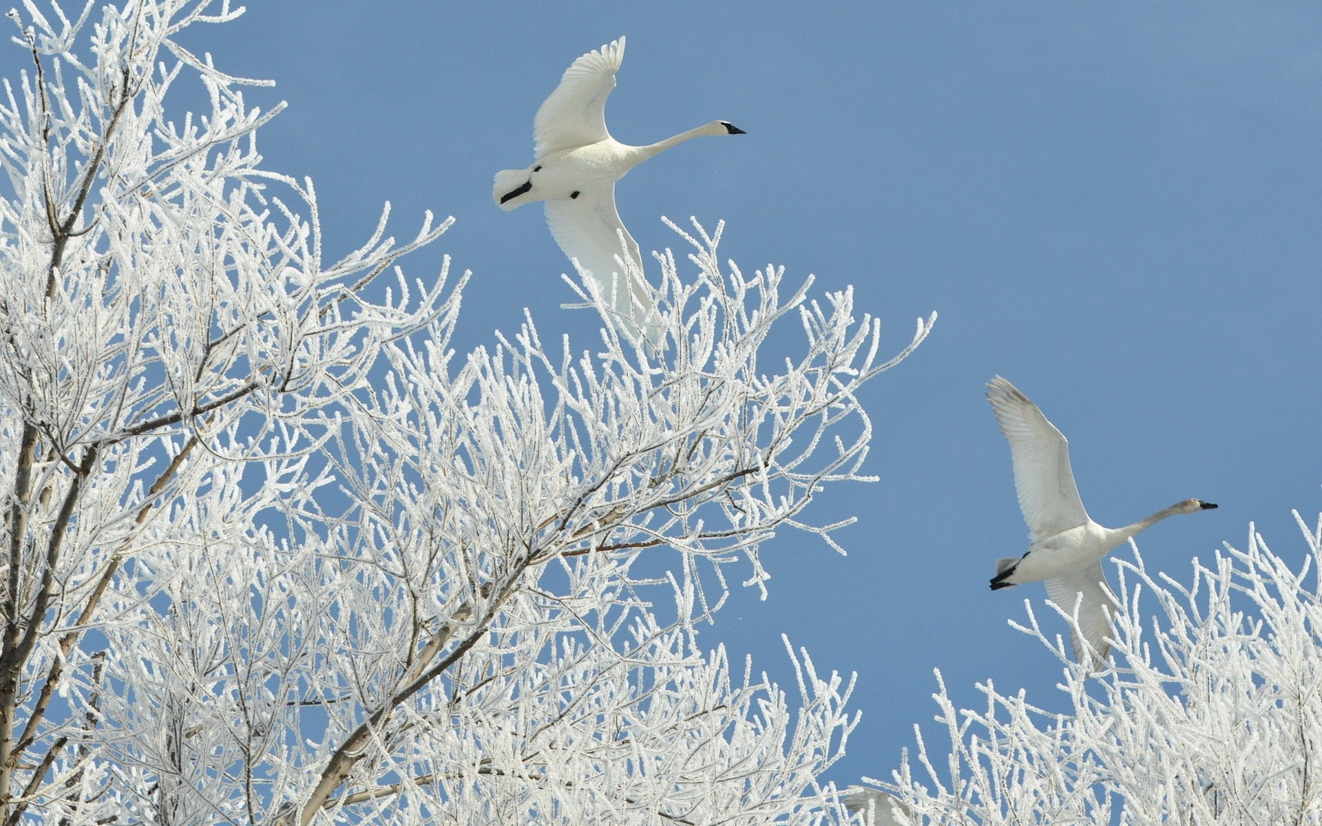 invierno cisnes naturaleza