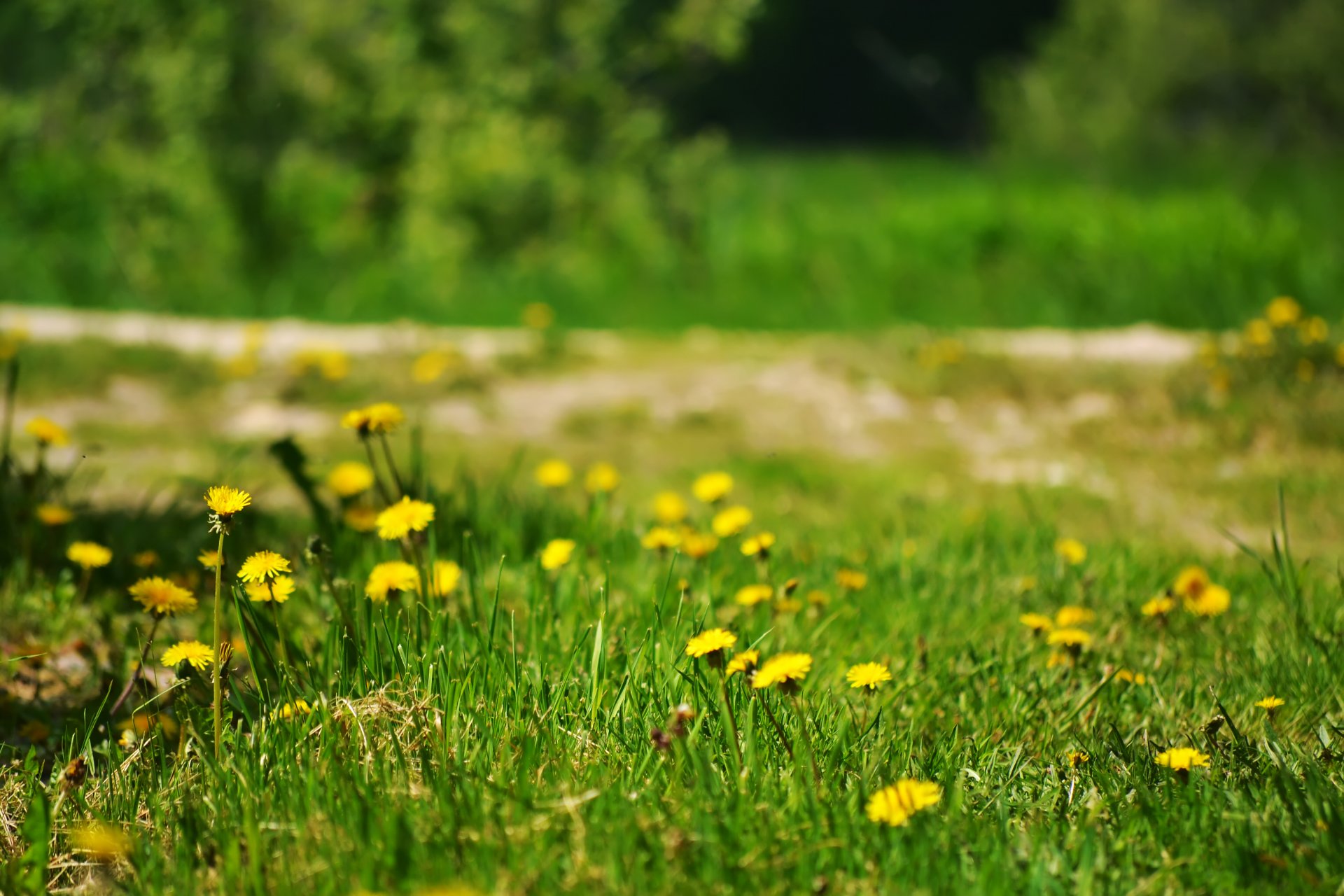 flower dandelions grass summer nature