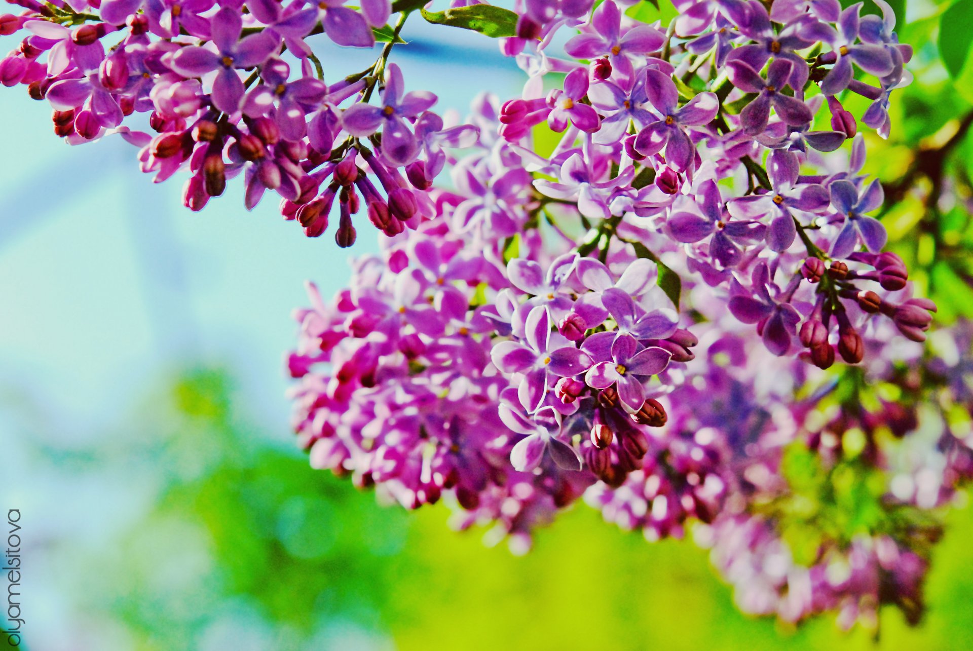 lilac branch purple