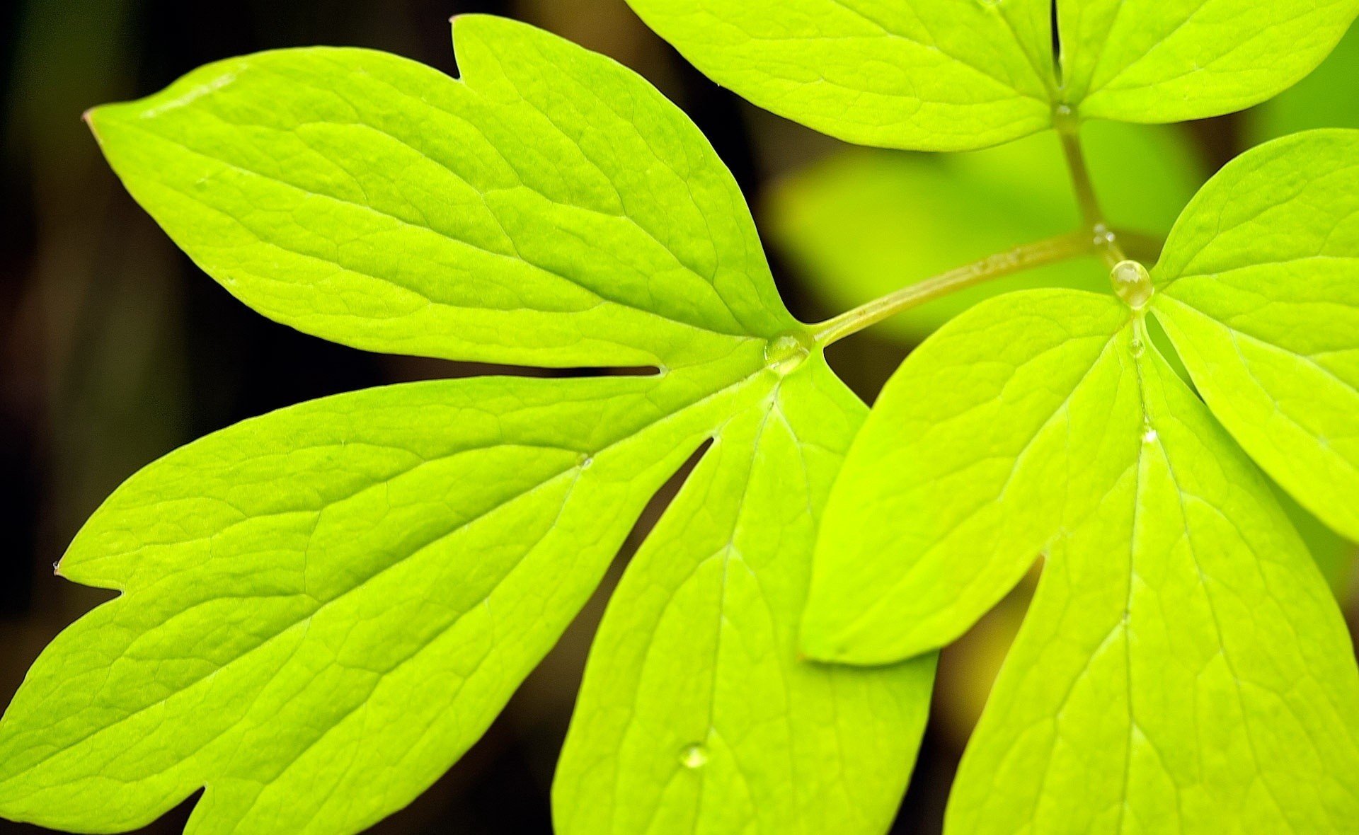 naturaleza hoja gotas rocío verde color