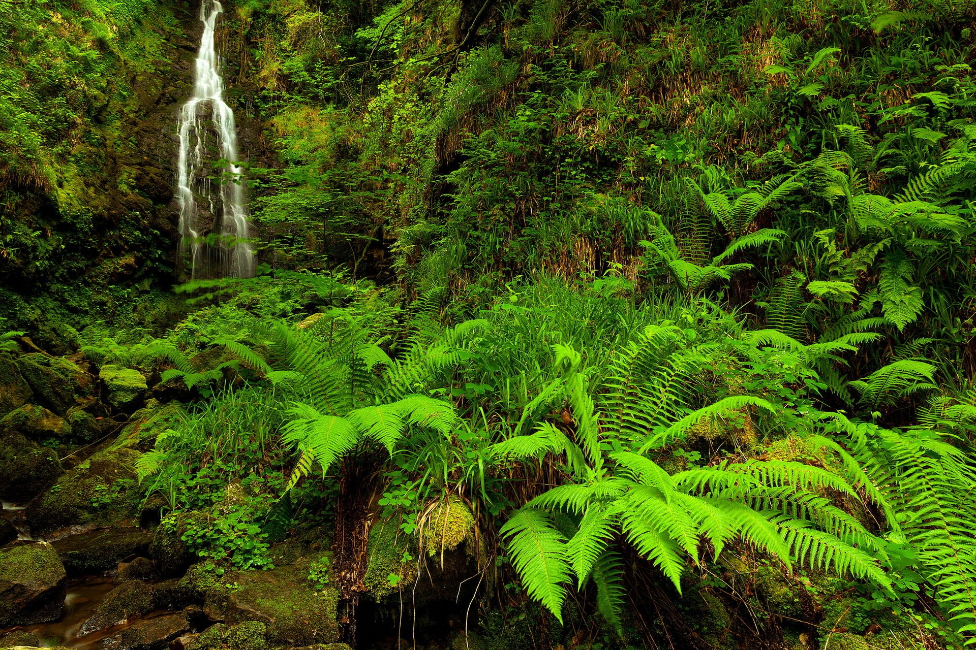 forest creek nature