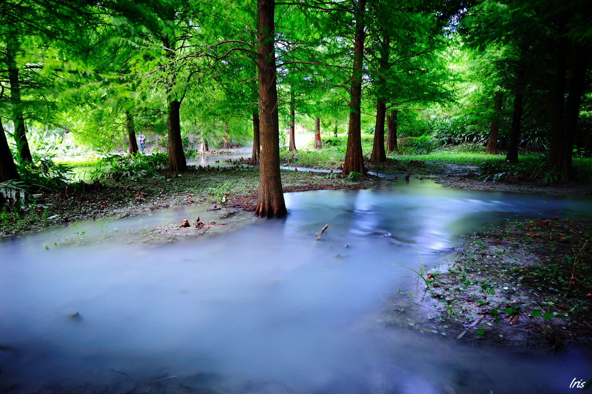 natura alberi foresta nebbia foschia acqua