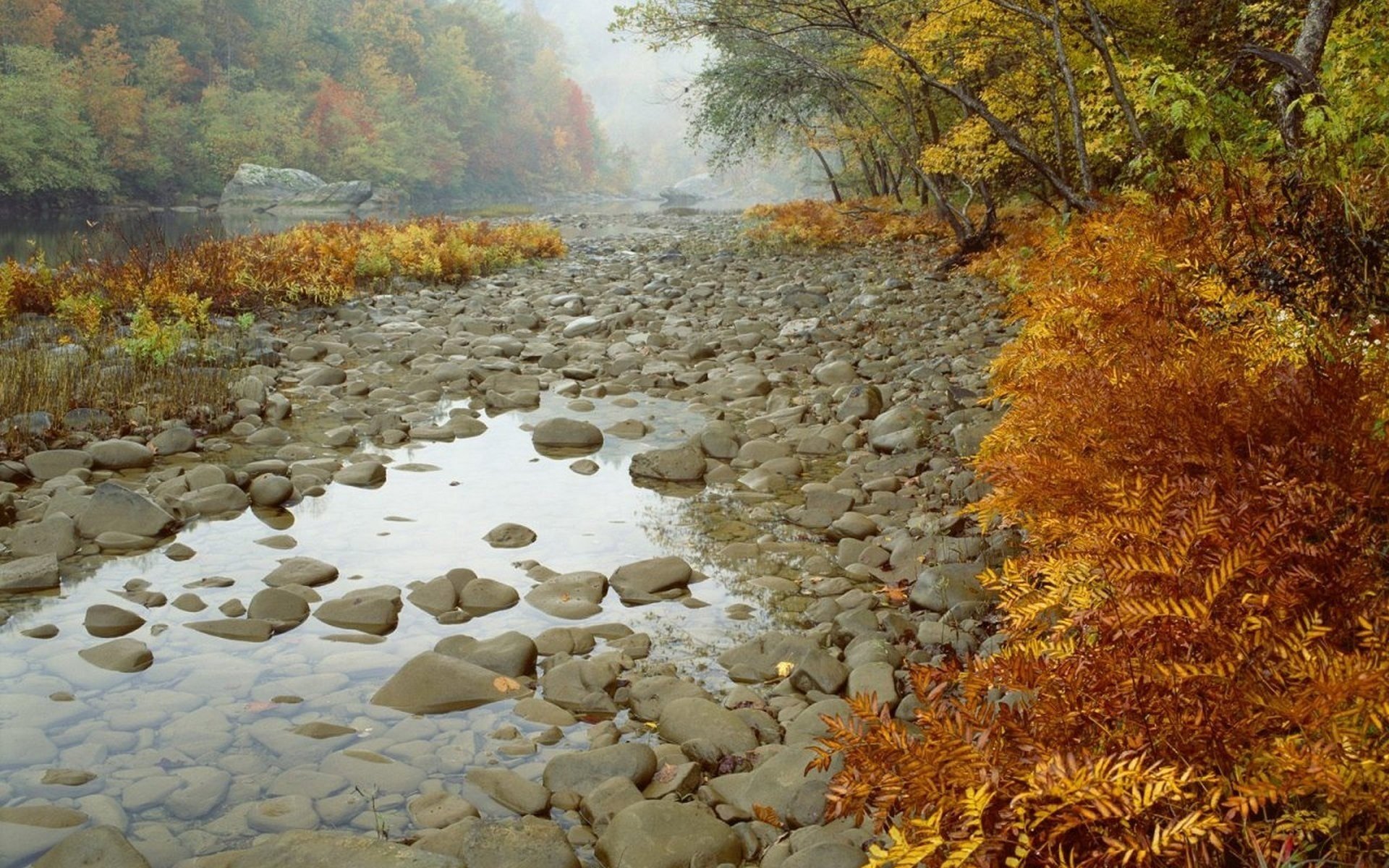 fluss steine wald bäume herbst