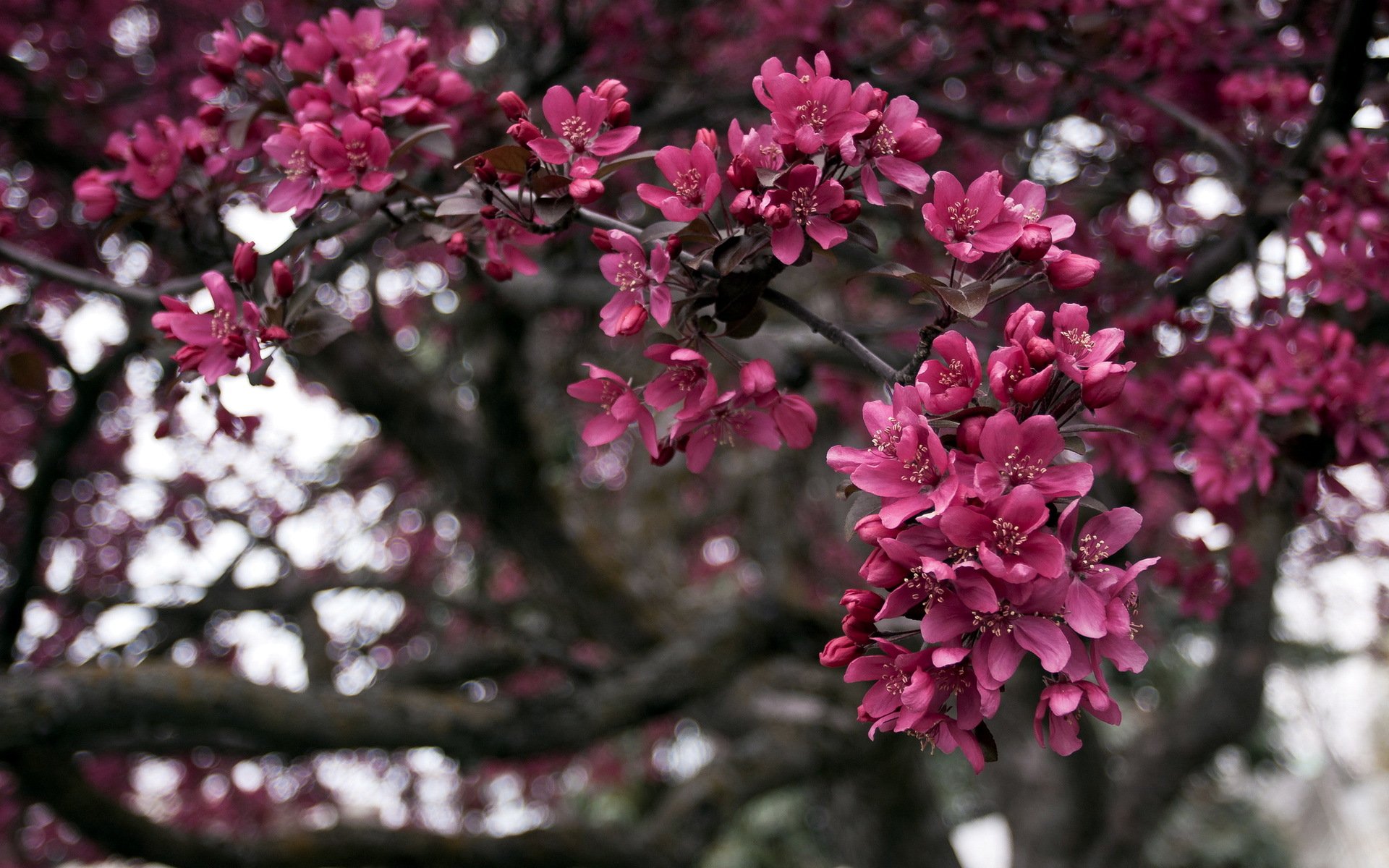 árbol ramas primavera naturaleza