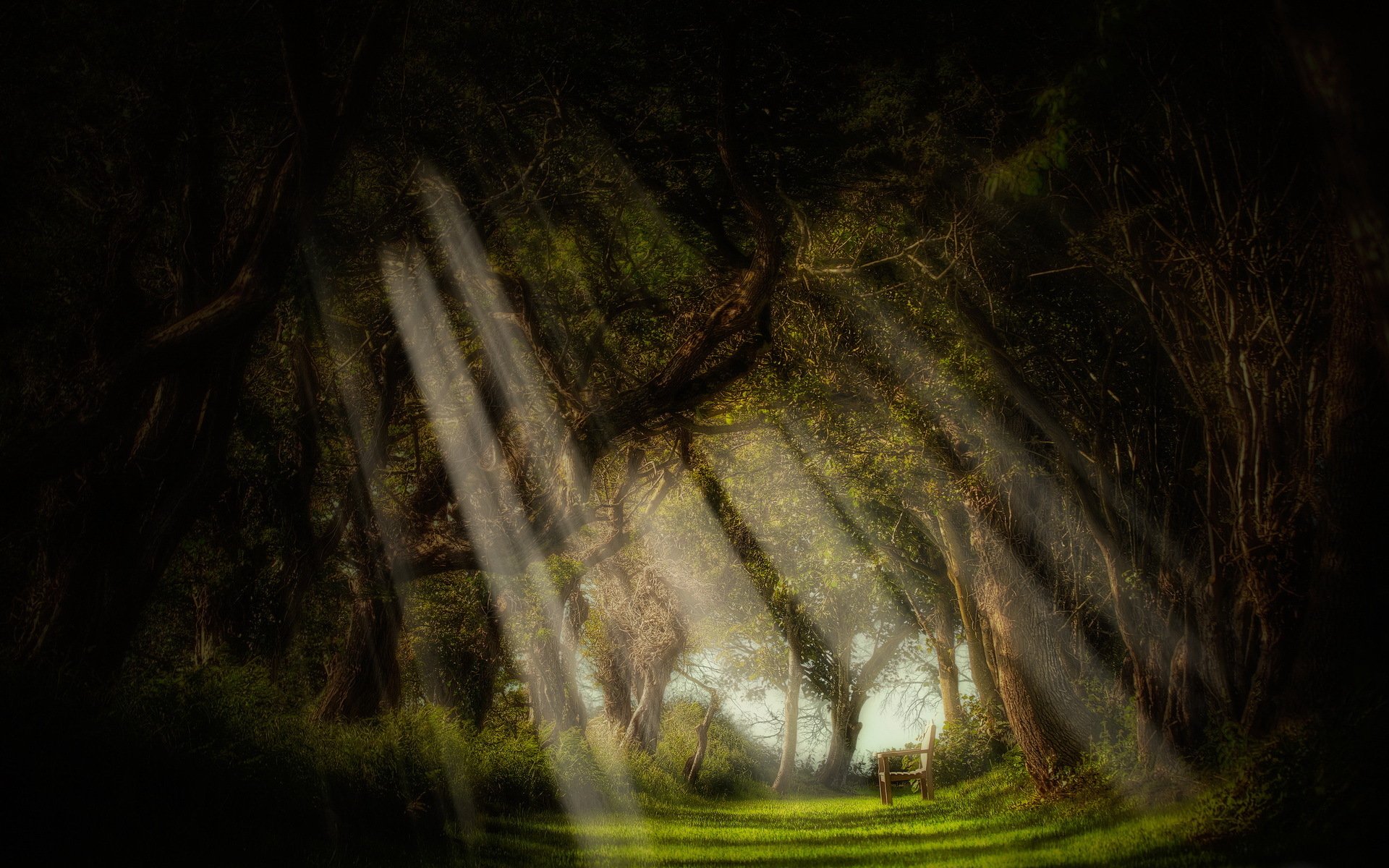 forêt banc arbres lumière rayons