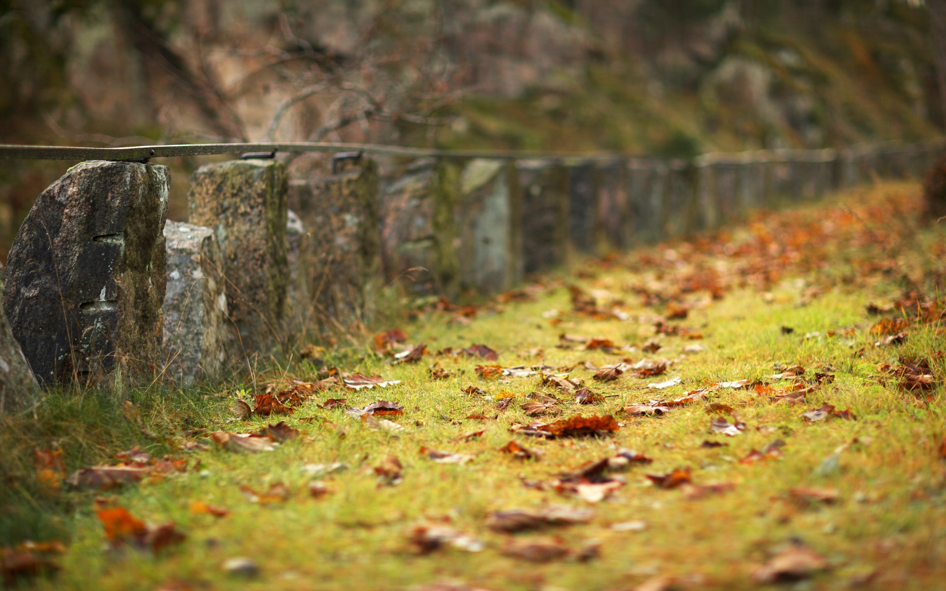 automne saison tristesse herbe brins d herbe feuilles orange tombées terrain clôture clôture en pierre original